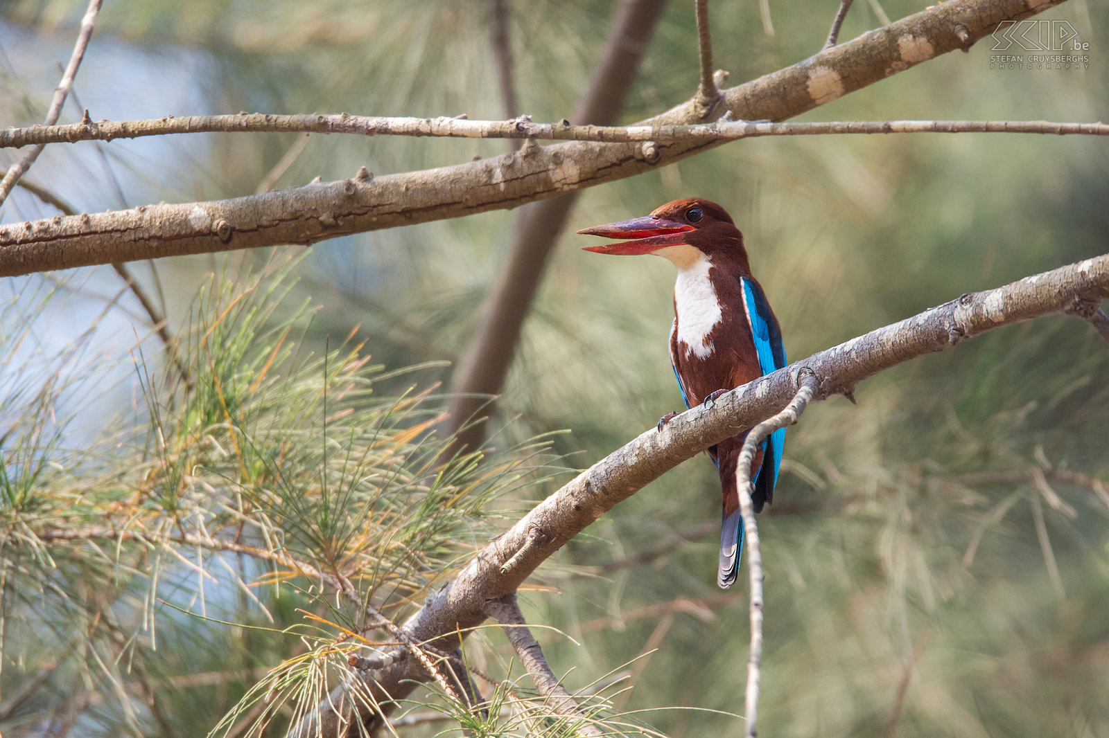 Varca - White-throated kingfisher We ended our trip at the tropical beach of Varca in the state of Goa. Goa is the smallest state of India and it was a colony of Portugal from 1510 to 1961. In Varca we spotted a white-throated kingfisher (Halcyon smyrnensis) Stefan Cruysberghs